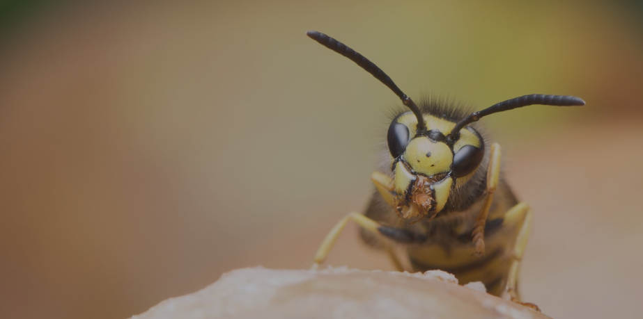 Why Hiring a Wasp Exterminator in Chelmsford is the Safest Choice